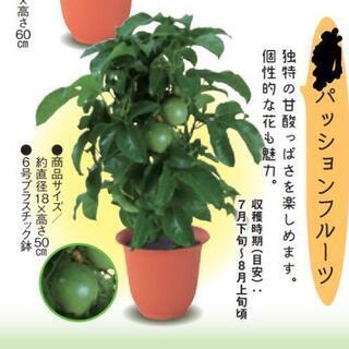 パッションフルーツの苗木
