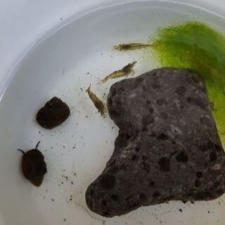 メダカ(白、楊貴妃)の画像