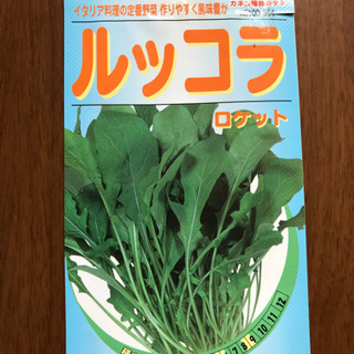 ルッコラ