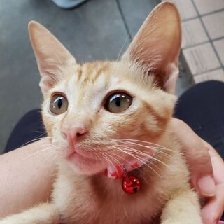 人懐こい 男の子です  