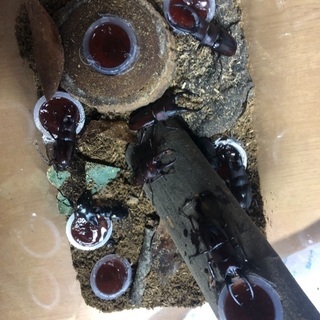 沖縄ノコギリ・ヒラタクワガタ10匹