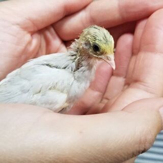 姫うずら8/12生まれ。7羽の里親募集