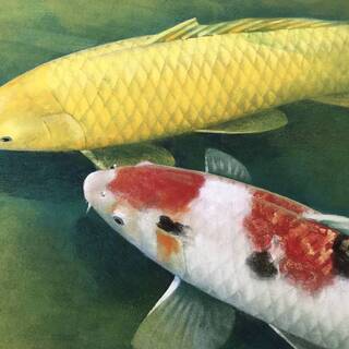 日本画　松浦青涛　　双鯉　作品の寸法10号　530×409ｍm　　額縁サイズ750×630　日本美術院院友　院展入選12回　春展入選2回の画像