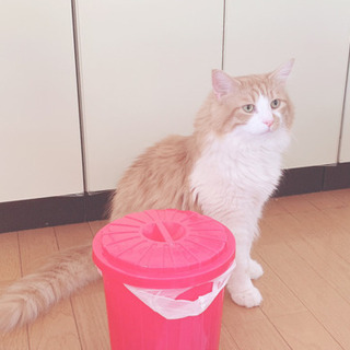 長毛猫ちゃんの里親募集