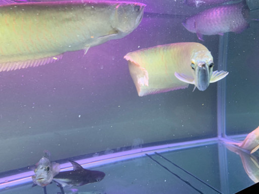 シルバー ホワイト系