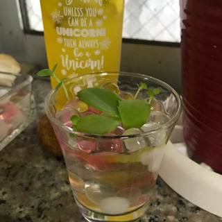 🍀観葉植物、今夏ラストのまとめ売りset🌟＋おまけ‼️の画像
