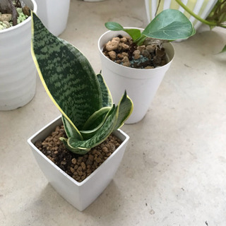 🍀観葉植物、今夏ラストのまとめ売りset🌟＋おまけ‼️の画像