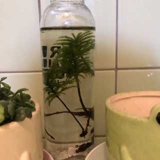 🍀観葉植物、今夏ラストのまとめ売りset🌟＋おまけ‼️の画像