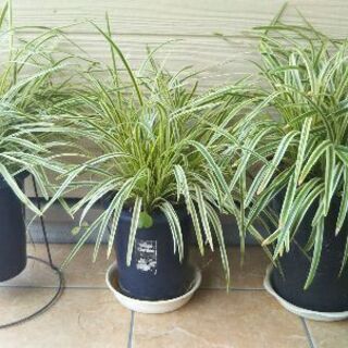 観葉植物　オリヅルラン