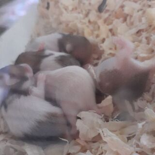 ゴールデンハムスター系赤ちゃん譲ります