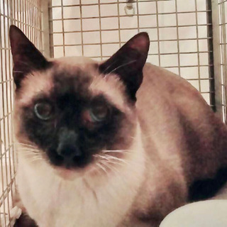 綺麗なシャムミックス💙急募‼️