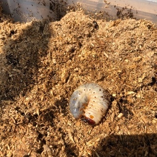 カブトムシ幼虫を譲ります