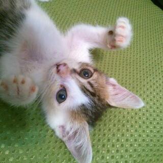 メスの子猫をもらってください