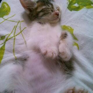 メスの子猫をもらってください - 亘理郡