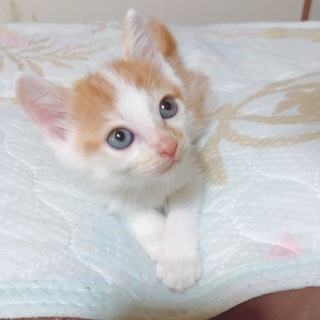 野良猫が産んだ子・生後1ヶ月半