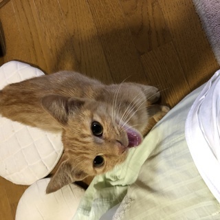 元気な赤茶トラ、男の子！約4ヵ月