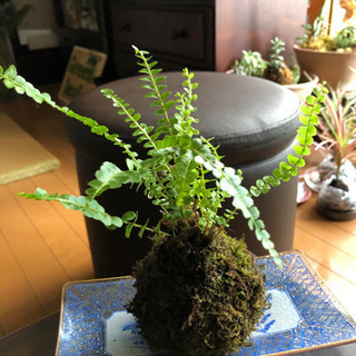 ✳️苔玉1コインで！（500円）引き取り限定！