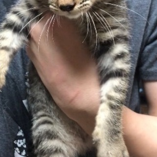 生後3ヶ月 オスの子猫 里親募集