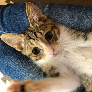 生きたい!!  この猛暑の中、ボロボロになりながらも助けを求めて...
