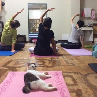 猫さんがいる空間で、ヨガ始めませんか？