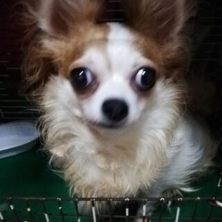 チワワ１才半位