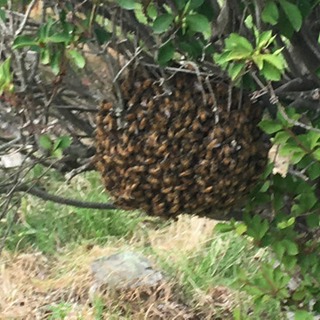 ネズミ・ハクビシン・蜂の巣・害虫駆除・コウモリヘビお任せ😁 - 害虫/害獣駆除
