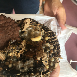 ネズミ・ハクビシン・蜂の巣・害虫駆除・コウモリヘビお任せ😁 - 地元のお店