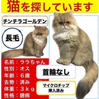 この猫見た人教えて下さい。