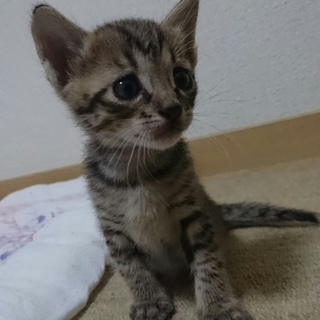 生後１ヶ月の子猫！里親を募集です。