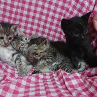 残り、仔猫2匹の里親募集です。 