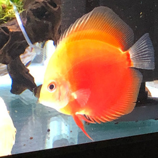 フラミンゴレッドディスカス(熱帯魚水槽)生体