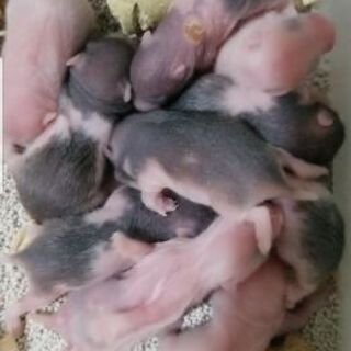 （ハムスター）ゴールデンとキンクマの赤ちゃん