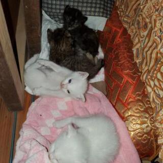 仔猫の里親募集です！※3匹決まりました