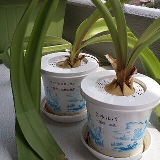 アマリリス鉢植え