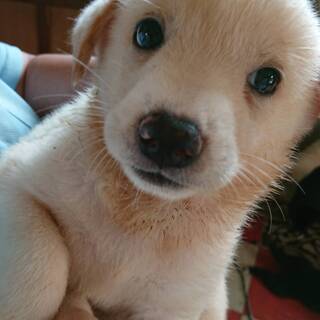 保健所で出産・元気な子犬白①