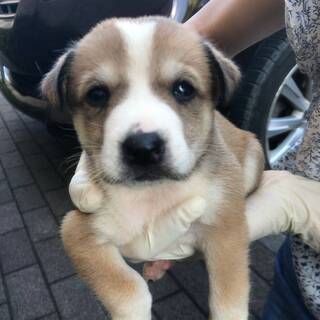 保健所で出産・元気な子犬（茶白）③