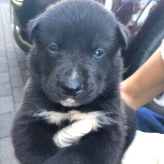 保健所で出産・元気な子犬（黒メス）④