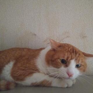 臆病な茶白くん