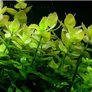 水草 ウォーターバコパ  無農薬　残り1本❗️