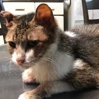 猫を探しています（名前はメロン）