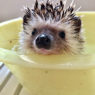 ハリネズミの回し車譲ってください(>_<)