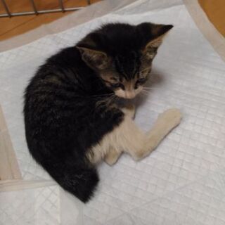 とても元気な子猫ちゃん