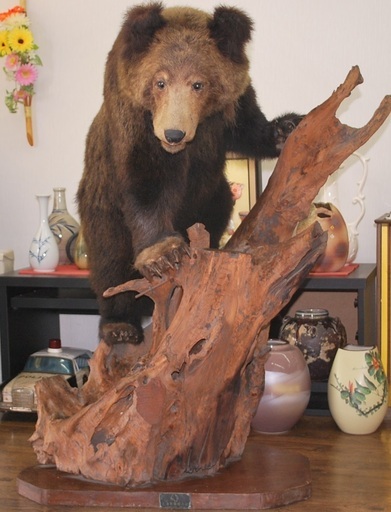 小熊の剥製 北海剥製標本社製 高さ110cm 取りに来られる方限定