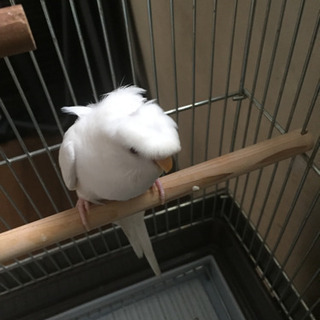 羽衣インコです。