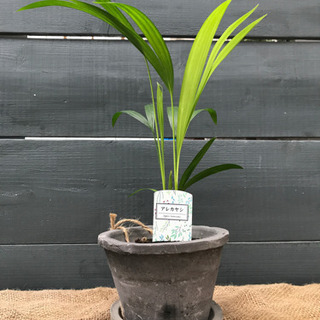 観葉植物 アレカヤシ ミニ観葉