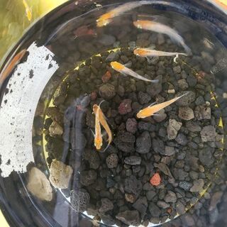 メダカ‼️せせらぎ😃卵10＋@
