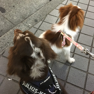 犬友募集