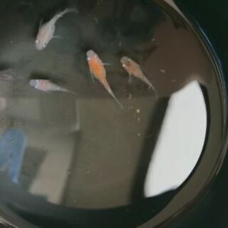 三色ラメ幹之の達磨メダカ 半だるまメダカ