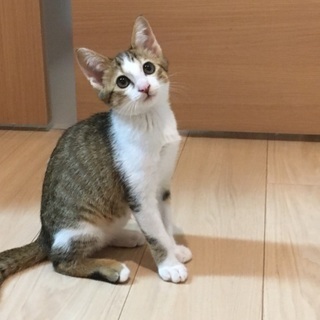 甘えん坊、おしゃべりな2ヶ月半の子猫です。