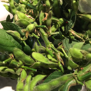 無肥料 無農薬 自然農 野菜作りメンバー募集します。 - 松山市